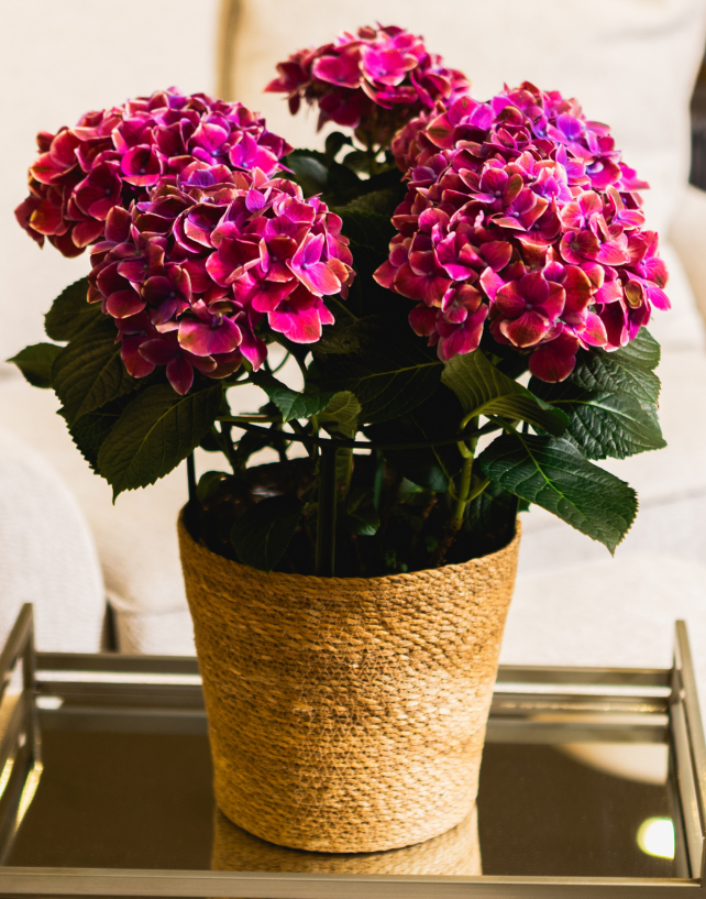 ピンク　パープル　パイナップル　クォーツ ピンク パープル パイナップル クォーツ ピンクパープルパイナップル